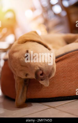 Labrador chien prendre la sieste allongé dans le lit vue rapprochée Banque D'Images