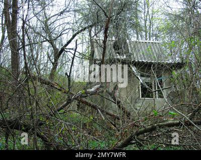 Ancienne cabane en bois. Une maison cassée abandonnée dans les bois. La peinture est écaillée et donne une sensation de solitude. Banque D'Images