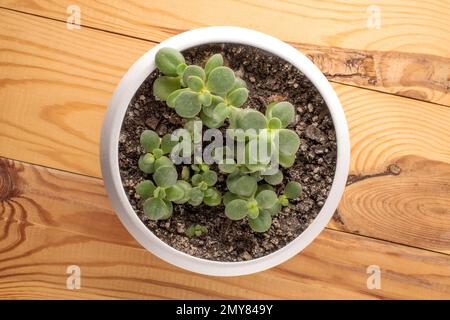 Fleur maison, Crassula ovata, dans un pot en céramique sur une table en bois, macro, vue de dessus. Banque D'Images