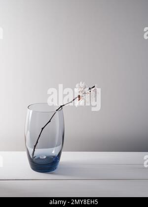 Branche d'abricot avec fleurs dans un verre. Simple source encore vie sur un fond blanc Banque D'Images