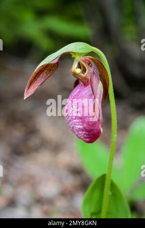 Une plante sauvage de Lady's Slipper qui pousse dans les forêts de l'Île-du-Prince-Édouard, au Canada. Banque D'Images