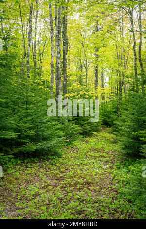 Soleil brillant à travers les feuilles vertes fraîches d'un couvert forestier dans la forêt de printemps. Banque D'Images