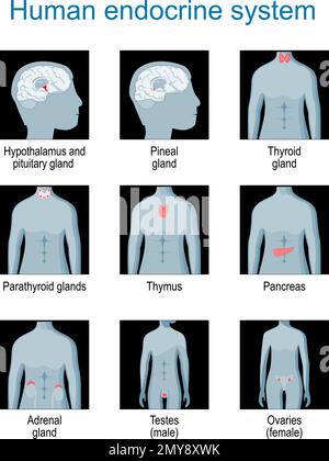 Système endocrinien (glande pituitaire, glande pinéale, testicule, ovaire, pancréas, thyroïde, thymus, glande surrénale). Définir les icônes. illustration à vecteur plat monochrome Illustration de Vecteur