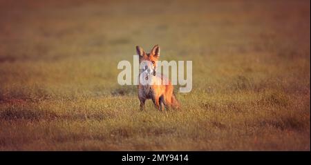 Renard rouge Vulpes il attrape une souris dans la prairie et regarda autour de la prise, la meilleure photo Banque D'Images