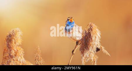 Blanc tacheté de bleu et d'éthroat Luscinia svecica cyanula sur une tige de roseau, la meilleure photo. Banque D'Images