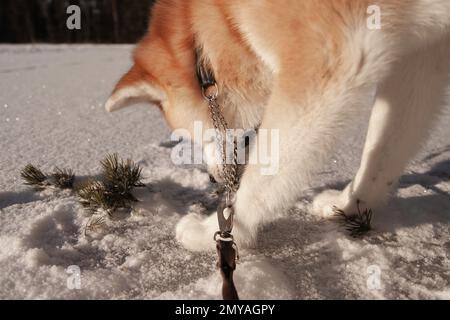 Akita Inu sur glace. Lac gelé Banque D'Images