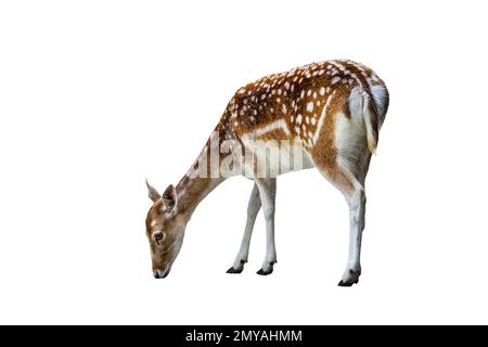 Femelle de cerf de Virginie isolé (Dama dama) Banque D'Images