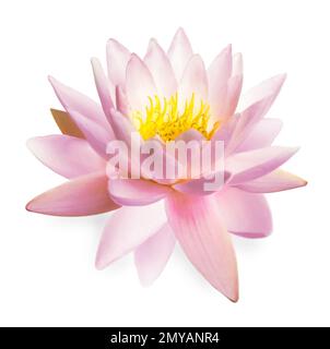 Belle fleur rose de lotus isolée sur blanc Banque D'Images