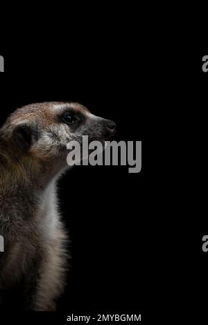 Un portrait en gros plan latéral d'un meerkat ou d'un suricate, fond noir, vertical Banque D'Images