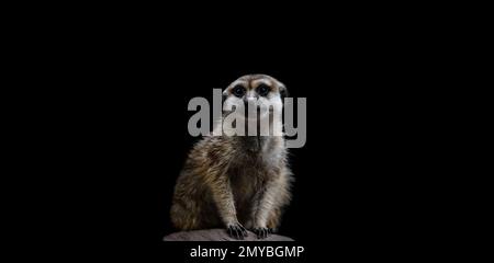 Gros plan d'un meerkat ou d'un suricate, fond noir, vertical Banque D'Images