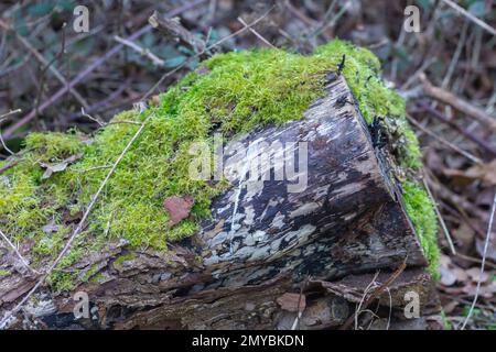 Plantes anciennes - gros plan de Mosses poussant sur un tronc d'arbre abattu ( bryophytes ) Banque D'Images