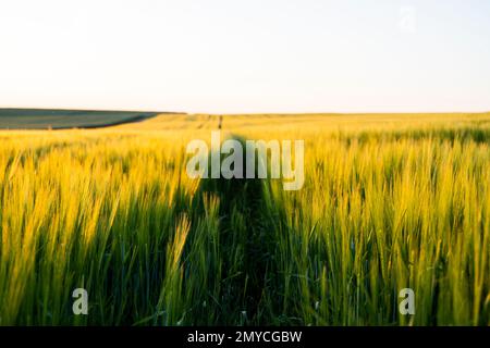 Paysage de champ de coucher de soleil d'orge. Vue sur les oreilles fraîches de jeune orge verte dans le champ d'été de printemps. Banque D'Images