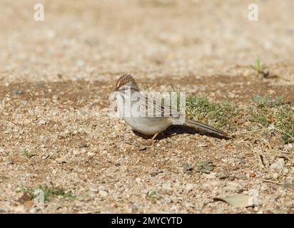 Bruant à ailes rufeuses, Aimophila carpalis, au sol. Banque D'Images