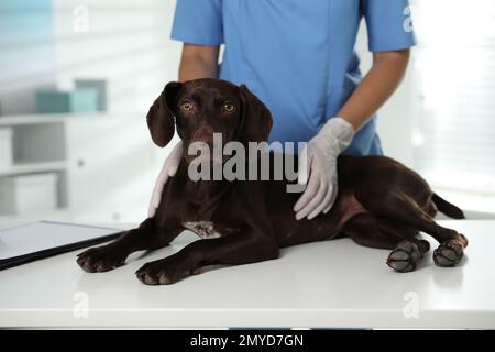 Vétérinaire professionnel examinant chien en clinique, gros plan Banque D'Images