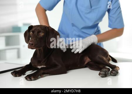 Vétérinaire professionnel examinant chien en clinique, gros plan Banque D'Images