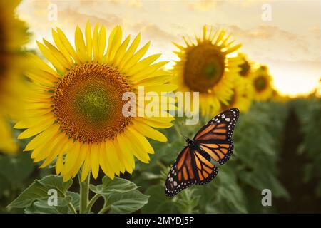 Papillon monarque incroyable près du beau tournesol Banque D'Images