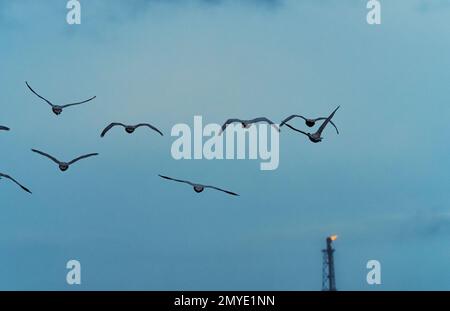 30 janvier 2023, Brandebourg, Schwedt/Oder: 30.01.2023, Schwedt/Oder. Des gazes sauvages volent dans le ciel devant une flamme de gaz brûlante dans une tour de la raffinerie PCK à Schwedt, en Allemagne. Photo: Wolfram Steinberg/dpa photo: Wolfram Steinberg/dpa Banque D'Images