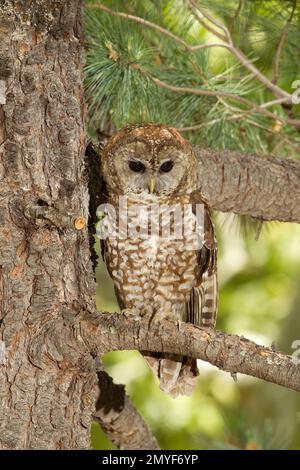 Chouette tachetée mexicaine, Strix occidentalis, perchée dans un pin. Banque D'Images