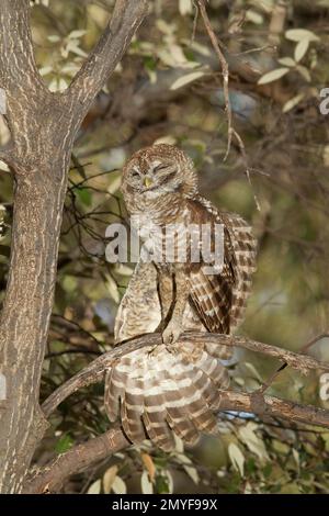 Chouette tachetée mexicaine femelle, Strix occidentalis, perchée dans un chêne, aile étirant. Banque D'Images