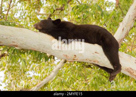 Ours noir américain, Ursus americanus, dans un arbre sycomore. Banque D'Images