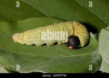 Hespérie à pois argentés larve aux papillons, Epargyreus clarus, Hespériidae. Longueur 20 mm. Dans un abri foliaire, le criquet du Nouveau-Mexique, Robinia neomexicana. Larva i Banque D'Images