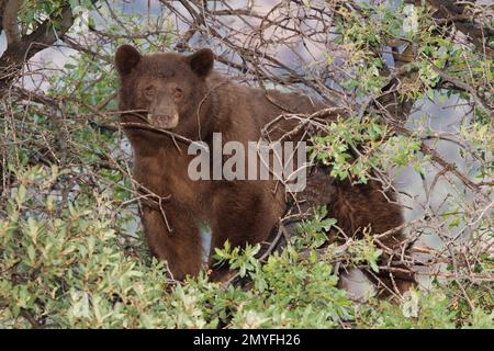 Ours noir d'Amérique femelle, Ursus americanus, en chêne. Banque D'Images