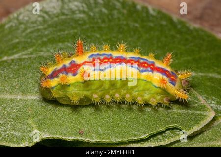 Llug Moth larva jour 43, Euclea obliqua, Limacodidae. Longueur 17 mm. Alimentation sur la feuille de Pointleaf Manzanita, Arctostaphylos pungens. Oeufs pondus par 12080717-12080 Banque D'Images