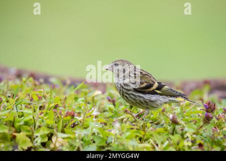 Femelle de Siskin eurasien [ Spinus spinus ] au sol Banque D'Images