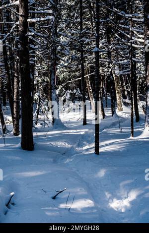 Piste de raquettes à travers les bois au Nouveau-Brunswick Banque D'Images