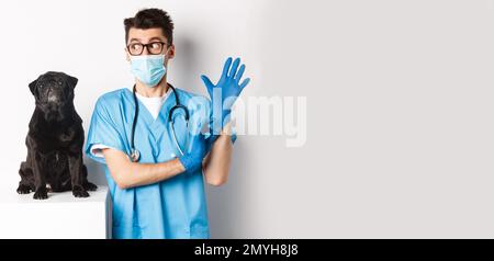 Gai médecin vétérinaire portant des gants en caoutchouc et un masque médical, examinant mignon chien de la pug noire, debout sur fond blanc Banque D'Images