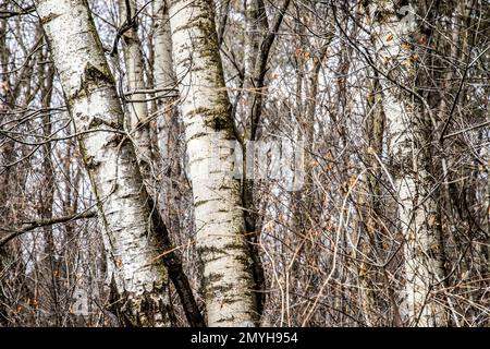 Bouleaux dans le parc régional de Pine point lors d'une journée de printemps à Stillwater, Minnesota, États-Unis. Banque D'Images