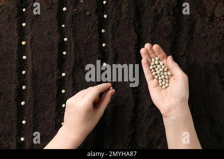 Femme plantant des petits pois dans un sol fertile, vue de dessus. Graines végétales Banque D'Images