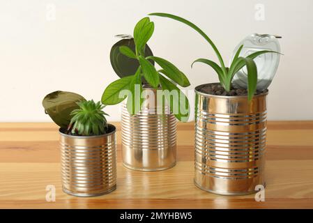 Belles plantes de maison en boîtes de conserve sur table en bois Banque D'Images