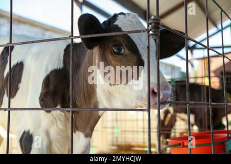 Joli petit veau derrière la clôture de la ferme, en gros plan. Élevage Banque D'Images