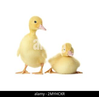 Des ragots moelleux sur fond blanc. Animaux de ferme Banque D'Images