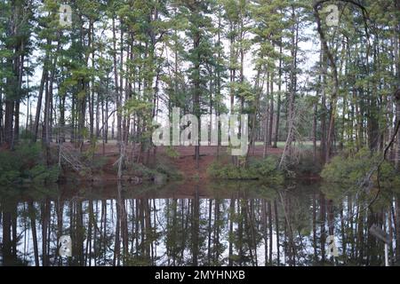 Piney Woods de l'est du Texas Banque D'Images