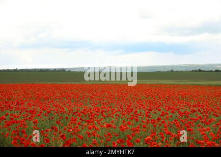 Belles fleurs de pavot rouge poussant dans le champ Banque D'Images