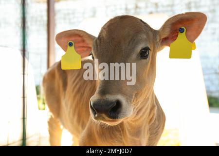 Joli petit veau à la ferme, en gros plan. Élevage Banque D'Images