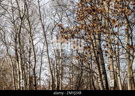 Gros plan d'un bosquet de bouleaux au printemps au parc régional de Pine point, Stillwater, Minnesota, États-Unis. Banque D'Images