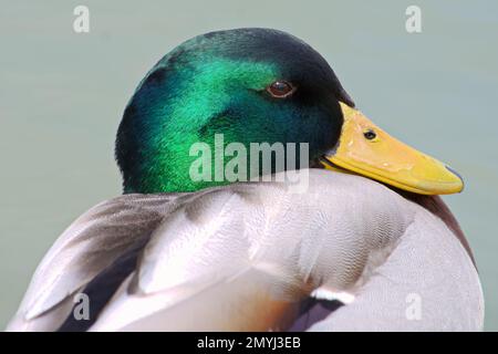 Gros plan portrait d'un beau canard Mallard mâle montrant le plumage vert irisé sur sa tête et son bec jaune vif. Banque D'Images