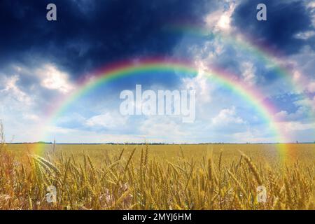 Double arc-en-ciel incroyable sur champ de blé sous ciel orageux Banque D'Images