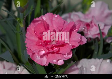 Des gouttes d'eau sur une belle fleur rose carnation qui gante comme des bijoux au soleil d'été. Banque D'Images