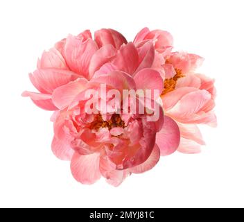 Magnifique bouquet de fleurs de pivoine sur fond blanc Banque D'Images