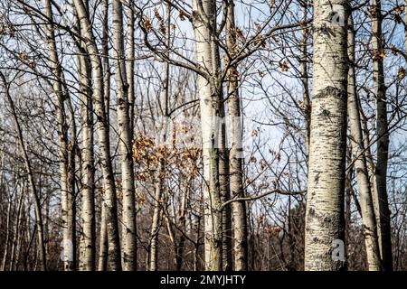 Gros plan d'un bosquet de bouleaux au printemps au parc régional de Pine point, Stillwater, Minnesota, États-Unis. Banque D'Images