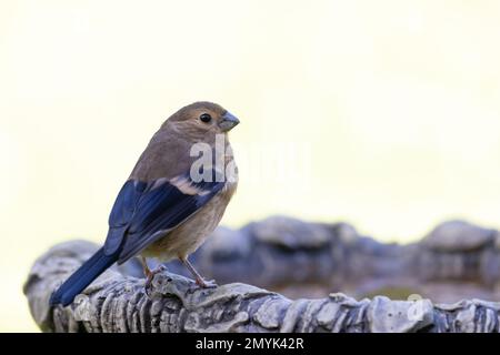 Bullfinch eurasien [ Pyrrhula pyrrhula ] oiseau juvénile sur le bord du bain d'oiseau Banque D'Images