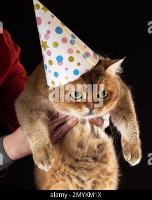 Gros plan sur un chat britannique en colère ou contrarié portant une casquette d'anniversaire sur fond noir. Banque D'Images