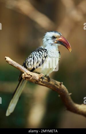 Charme du Nord à bec rouge (Tockus erythrorhynchus), assis sur une branche, captive, Bavière, Allemagne, Europe Banque D'Images