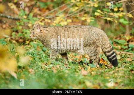 Chat sauvage européen (Felis silvestris) debout sur un pré, Bavière, Allemagne, Europe Banque D'Images