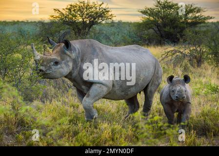 Alimentation de rhinocéros noirs (Diceros bicornis), femelle avec veau, Parc national d'Etosha, Namibie, Afrique Banque D'Images