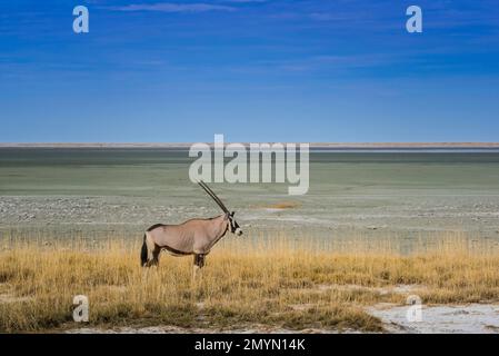 Paysage avec gemsbok (Oryx gazella) au bord de la casserole de sel, Parc national d'Etosha, Namibie, Afrique Banque D'Images